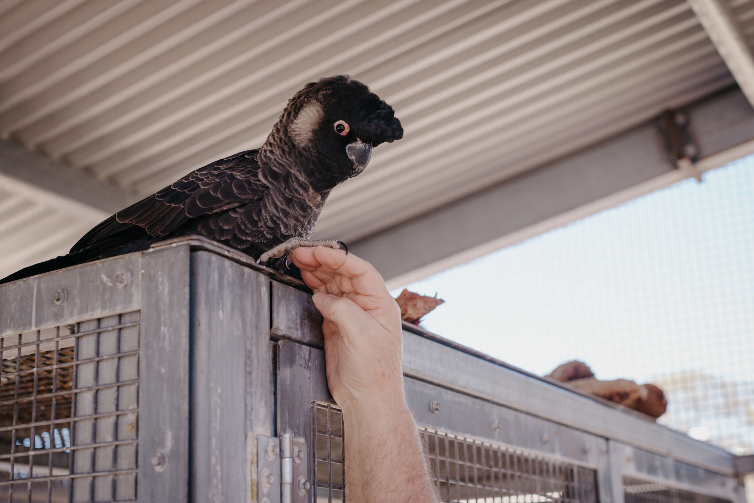 Perth Wildlife Hospital 2025-General Purpose