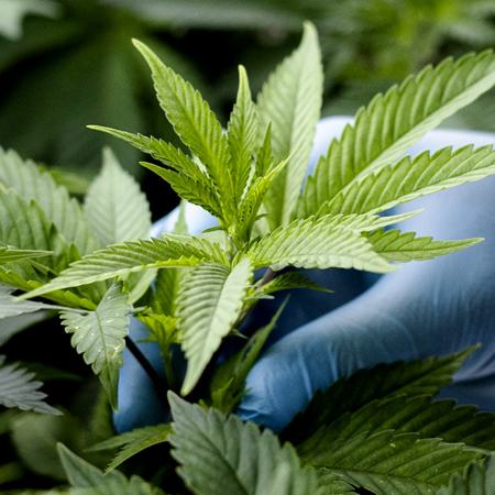 Rua Bioscience case study with Gallagher Security solutions MedC image Rua Bioscience case study cannabis image